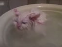 喜歡在盆里暖浴喵咪！這貨太懶了