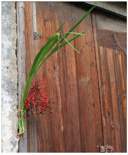 端午節(jié)時，百姓將菖蒲懸于家門，企盼驅(qū)病避邪