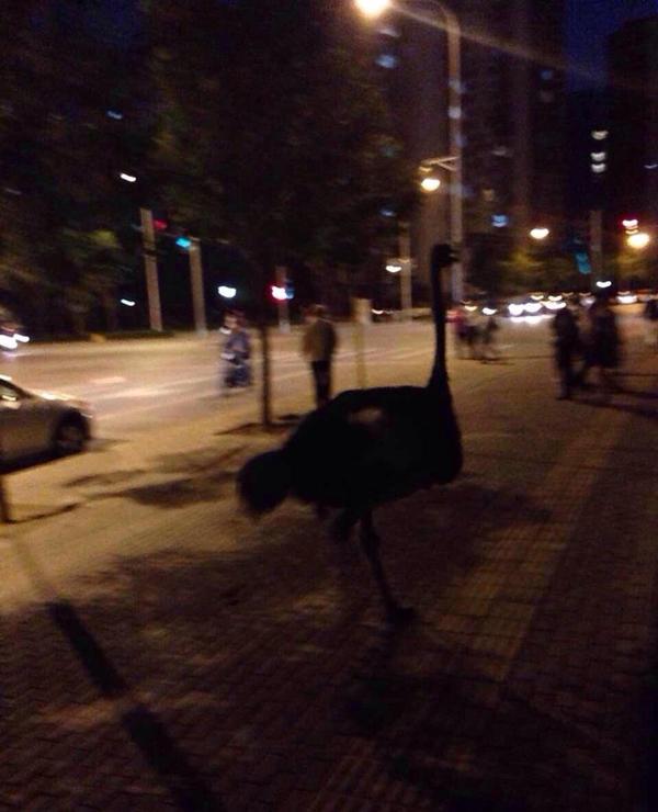 北京4只鴕鳥上街"遛彎" 狂奔速度超汽車 北京4只鴕鳥上街"遛彎" 狂奔速度超汽車