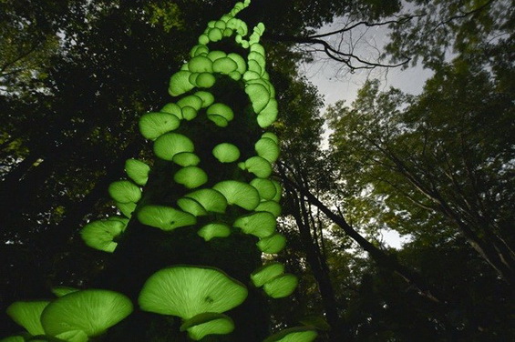 日本現(xiàn)綠光蘑菇“月夜茸”色彩瑰麗惹人愛(ài) 日本現(xiàn)綠光蘑菇“月夜茸”色彩瑰麗惹人愛(ài)